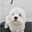 청주강아지분양 애견입양 애견미용 바른펫 이미지