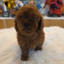 탬스켄넬 이미지