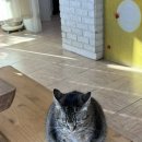 백록동물병원 이미지