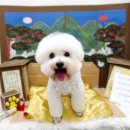 곱디곱개 이미지