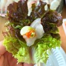 여러가지 해산물이 있는 속초 회 포장 맛집 아쿠아딜리버리 포장 후기