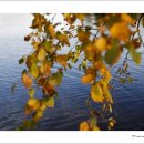 로렌시아 이미지