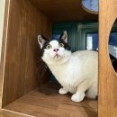 고양이호텔 윤집사 | [송파/잠실] 호텔 처음 이용하는 가을이의 찐후기 '고양이 호텔 윤집사' 프리미엄룸