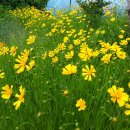 치마저고리 이미지