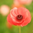 릴리가 피는 bulb 가든의 봄 풍경.. 이미지