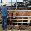 상원한우농장 이미지