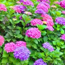 동평초등학교 이미지