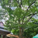 합천군보건소(가야면보건지소) | 합천 해인사 가야산 국립공원 /합천 북부보건지소 수업 후 휴가 즐기기