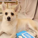 달곰펫 | 리뷰]울집 강쥐는 클린포포 물티슈로 관리해요! 몽자&amp;달곰이의 꿀템 물티슈 후기🐾클린포포후기,가격,정보