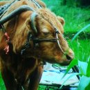 워낭소리 이미지