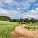 봉평메밀밭 이미지