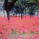 유화관광주