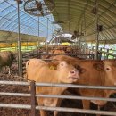 미소축사 이미지