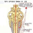 말의 치식과 간단한 용어에 대해서... 이미지