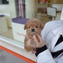 잘나가는 강아지 이미지