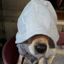 제시카 켄넬 이미지