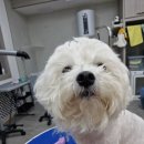 The빛나개 이미지