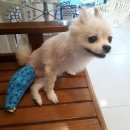 학성 | 울산북구동물병원 강아지 십자인대 재발ㅠㅠ 학성으로 정착한 후기