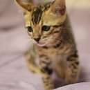 뱅갈냥이 이미지