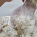 동그란 멍멍이 이미지