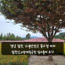신소양 | 경남 합천 가볼만한곳 꽃구경 하러 합천신소양체육공원 핑크뮬리 후기