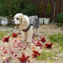 꽃길만 걷게 해줄'개' 이미지