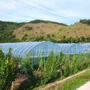 지리산골식품 | 유기농 블루베리 추천 [하동 블루베리 농장 방문 후기]
