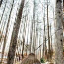 숲속의요정 이미지