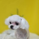 개꿀이발소 이미지