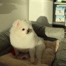 베이비숑 그루밍 이미지
