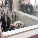 강남동물메디컬센터 이미지