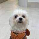 늘품동물병원 이미지