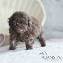 구산동강아지 이미지