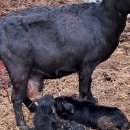 동산흑염소농장 이미지