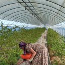 아란 농장 이미지