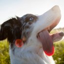 모여라 애견미용 이미지