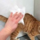 고양이집:고집 | 고양이물티슈 클린포포 솔직후기!피부 자극없는 촉촉한 사용감