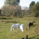 수평목장 이미지