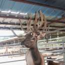 성환엘크사슴농장 이미지