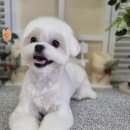 우리동네 펫샵 이미지