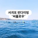 신중로 | 제주 4월 다이빙 수온 / 씨플로우 펀다이빙 내돈내산 후기