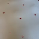 [신혼여행] 몰타 세인트줄리안 숙소 추천, 하얏트리젠시 몰타 숙박후기 및 수영장