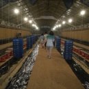 감곡양계 이미지