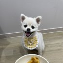 멈머(mummuh) | [대전 멈머]: 대전 애견 수제간식점, 전국 택배 가능한 강아지 간식 배송 후기