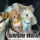 김쌤애견 | 대구 칠곡 여름휴가는 일랑일랑 애견캠핑장 : 왜관 캠핑장 카라반