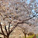 번암리 조천연꽃공원1 이미지