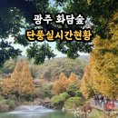 부용쉼터 | 광주 화담숲 단풍 실시간 현황 25년 10월 25일 후기