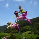 정산골 Daum카페