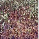 인터내셔날큐㈜ | 가지 주요 병(발생환경/증상/방제/농약) - 下편