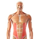 굽은등과 측만증의 숨은 원인? 외복사근(External Oblique) 트리거포인트를 놓치지 마세요! 이미지
